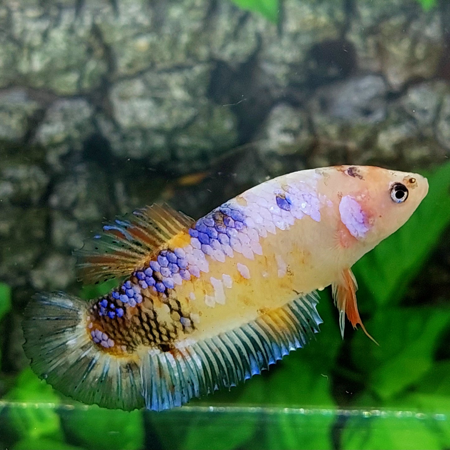 Multicolor Samurai HMPK GIANT Female For Sorority Tank/Breed