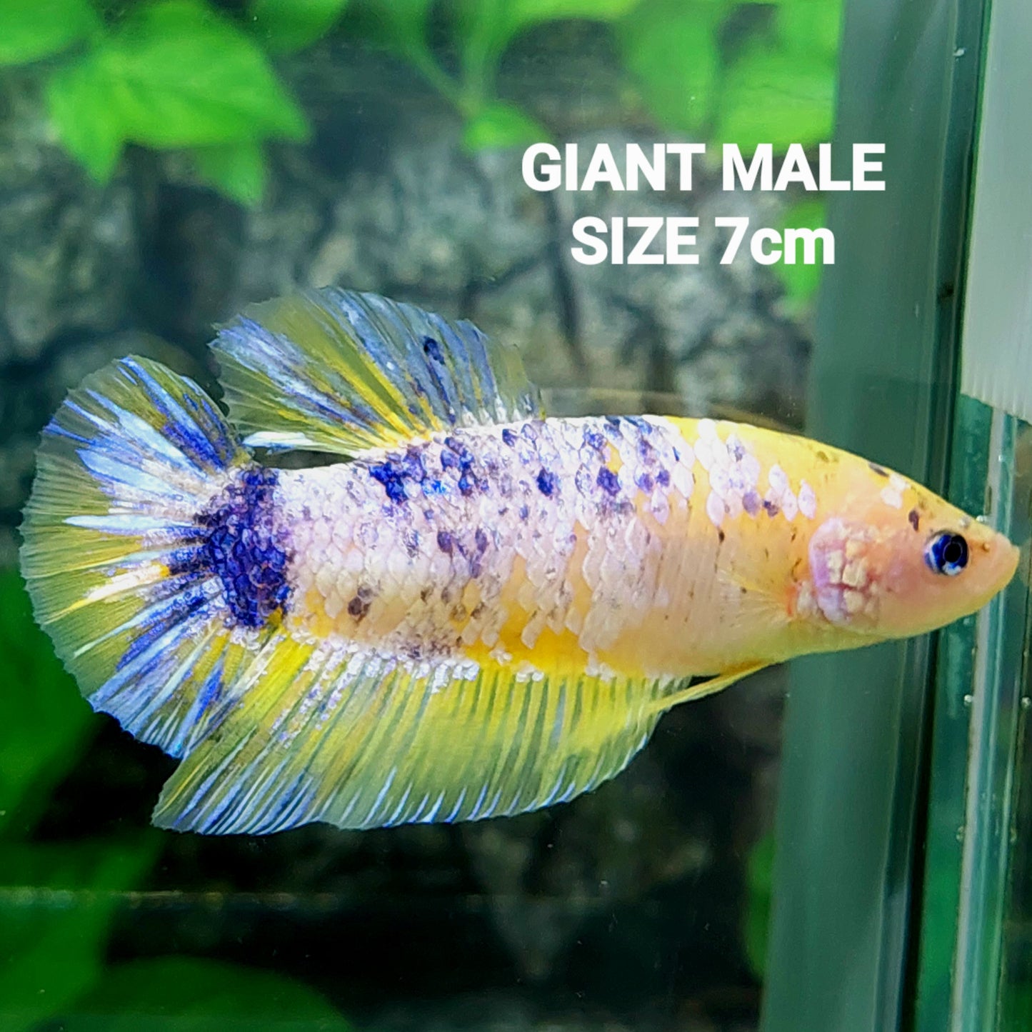 Yellow Pink Purple GIANT HMPK Male