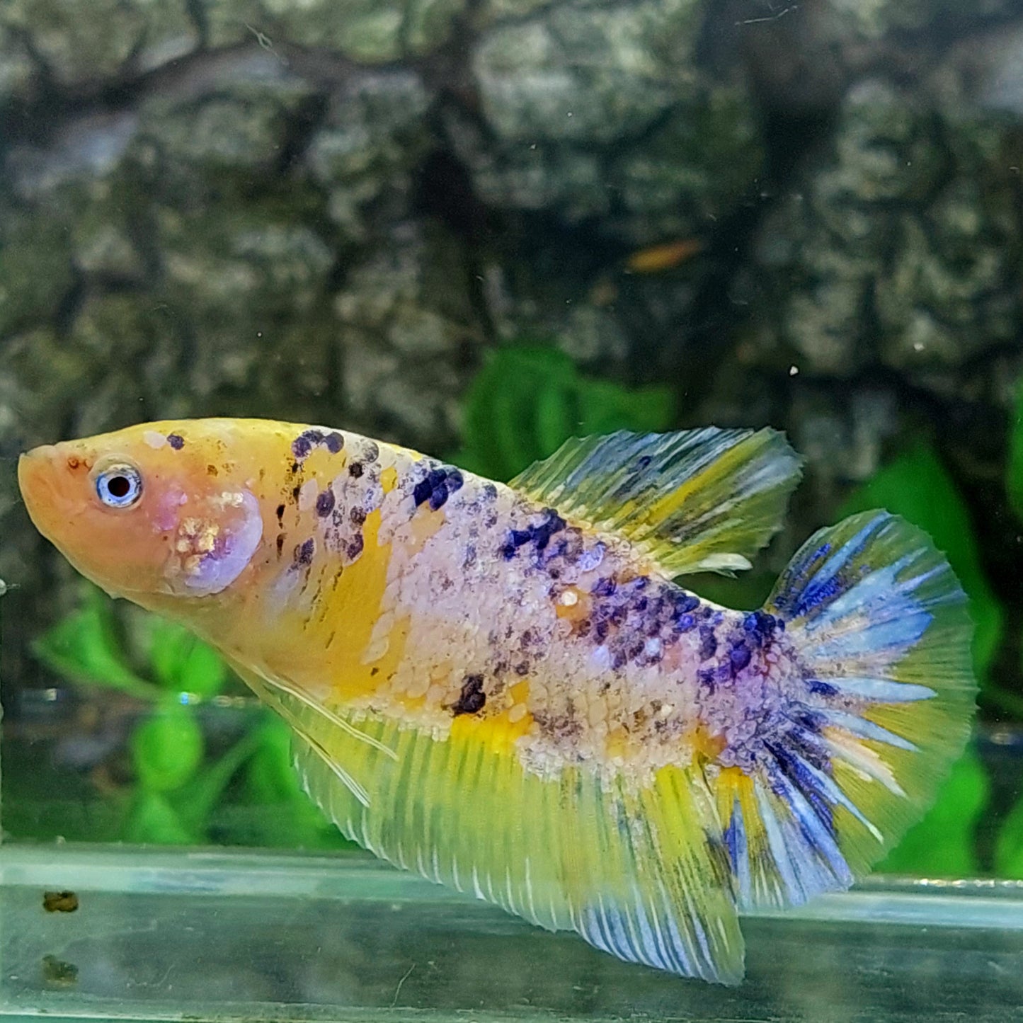 Yellow Pink Purple GIANT HMPK Male