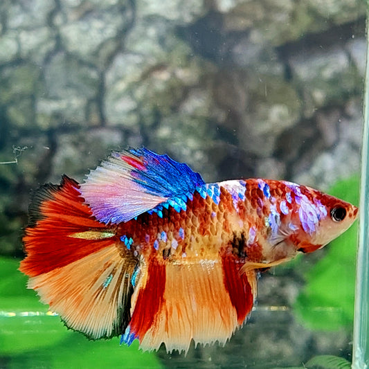 Multicolor Galaxy Halfmoon Female For Sorority Tank/Breed