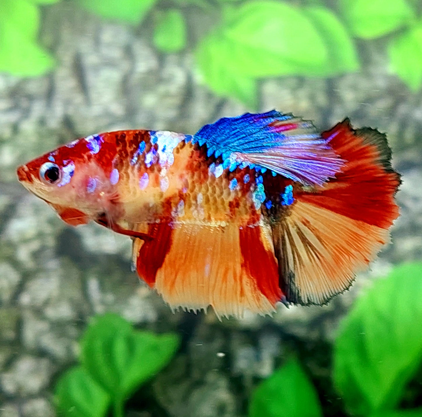 Multicolor Galaxy Halfmoon Female For Sorority Tank/Breed