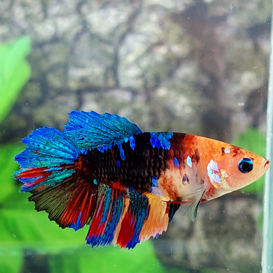 Multicolor Galaxy Halfmoon Female For Sorority Tank/Breed