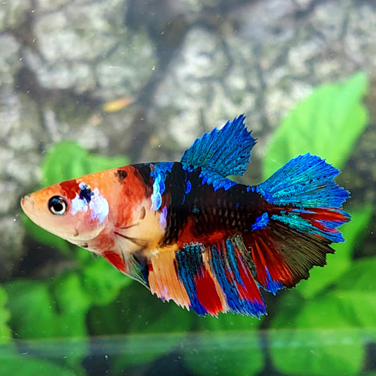 Multicolor Galaxy Halfmoon Female For Sorority Tank/Breed