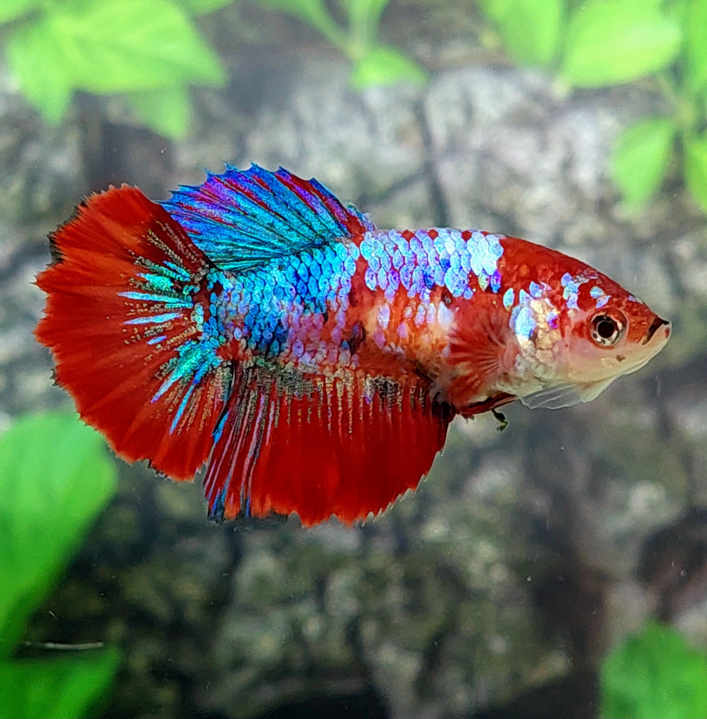 Multicolor Galaxy Halfmoon Female For Sorority Tank/Breed