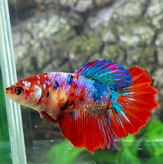 Multicolor Galaxy Halfmoon Female For Sorority Tank/Breed