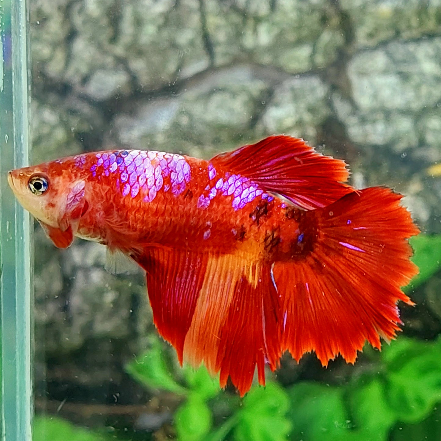 Koi Purple Galaxy Halfmoon Female For Sorority Tank/Breed