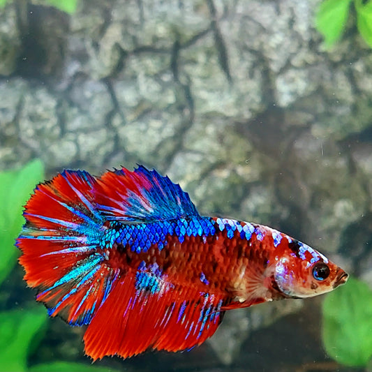 Multicolor Galaxy Halfmoon Female For Sorority Tank/Breed