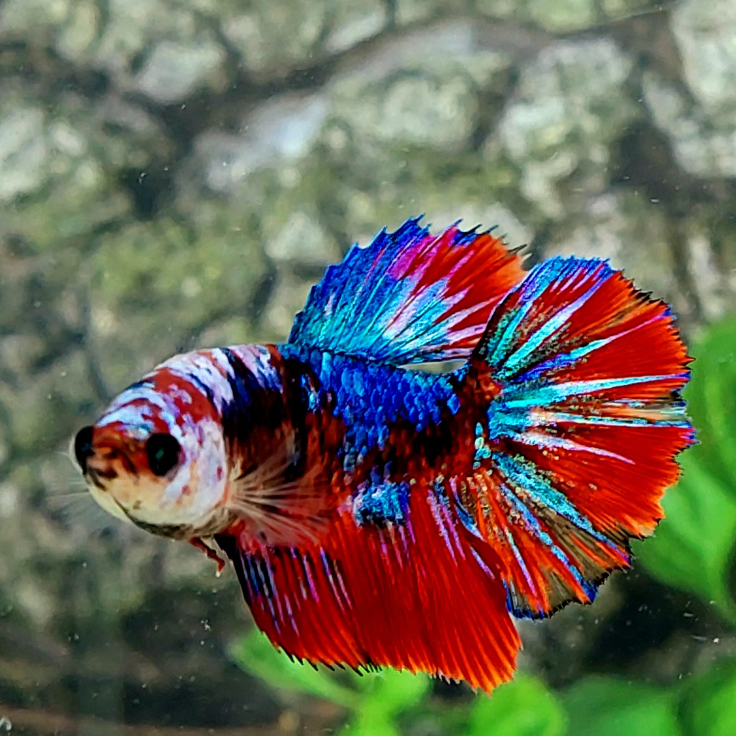 Multicolor Galaxy Halfmoon Female For Sorority Tank/Breed