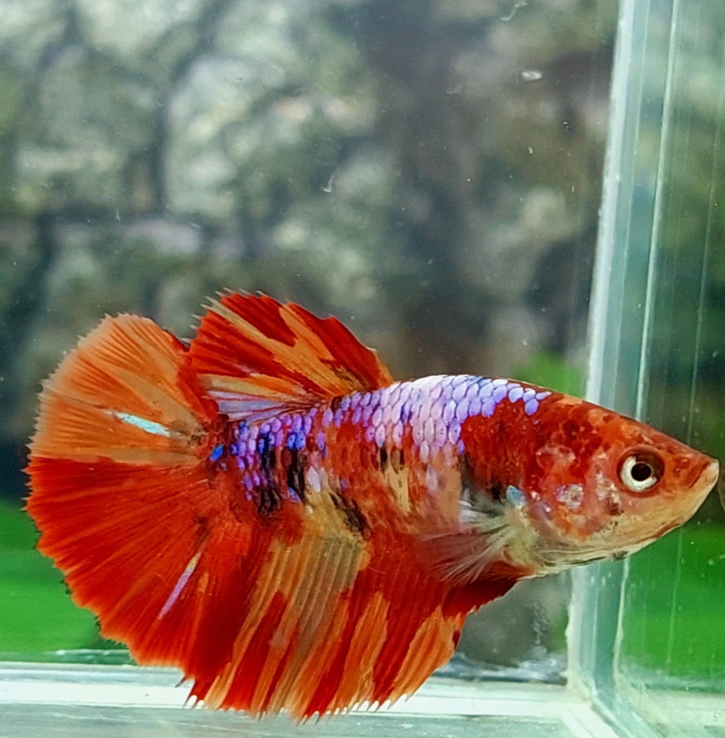 Multicolor Purple Galaxy Halfmoon Female For Sorority Tank/Breed