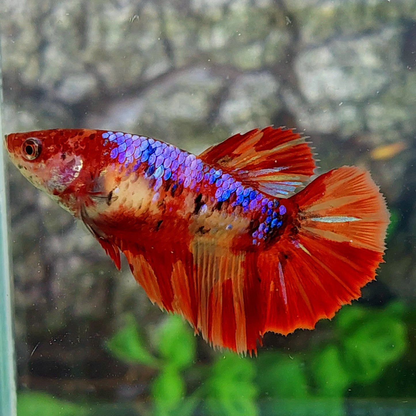 Multicolor Purple Galaxy Halfmoon Female For Sorority Tank/Breed