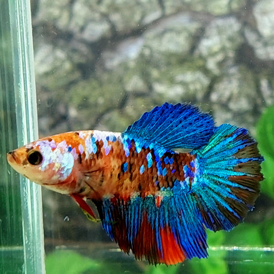 Multicolor Galaxy Halfmoon Female For Sorority Tank/Breed