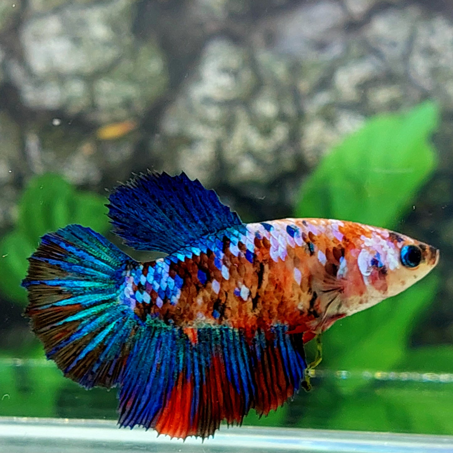 Multicolor Galaxy Halfmoon Female For Sorority Tank/Breed