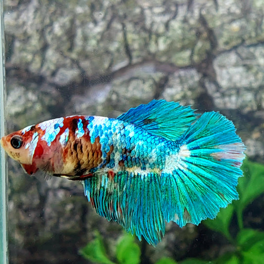 Turquoise Koi Galaxy Halfmoon Female For Sorority Tank/Breed