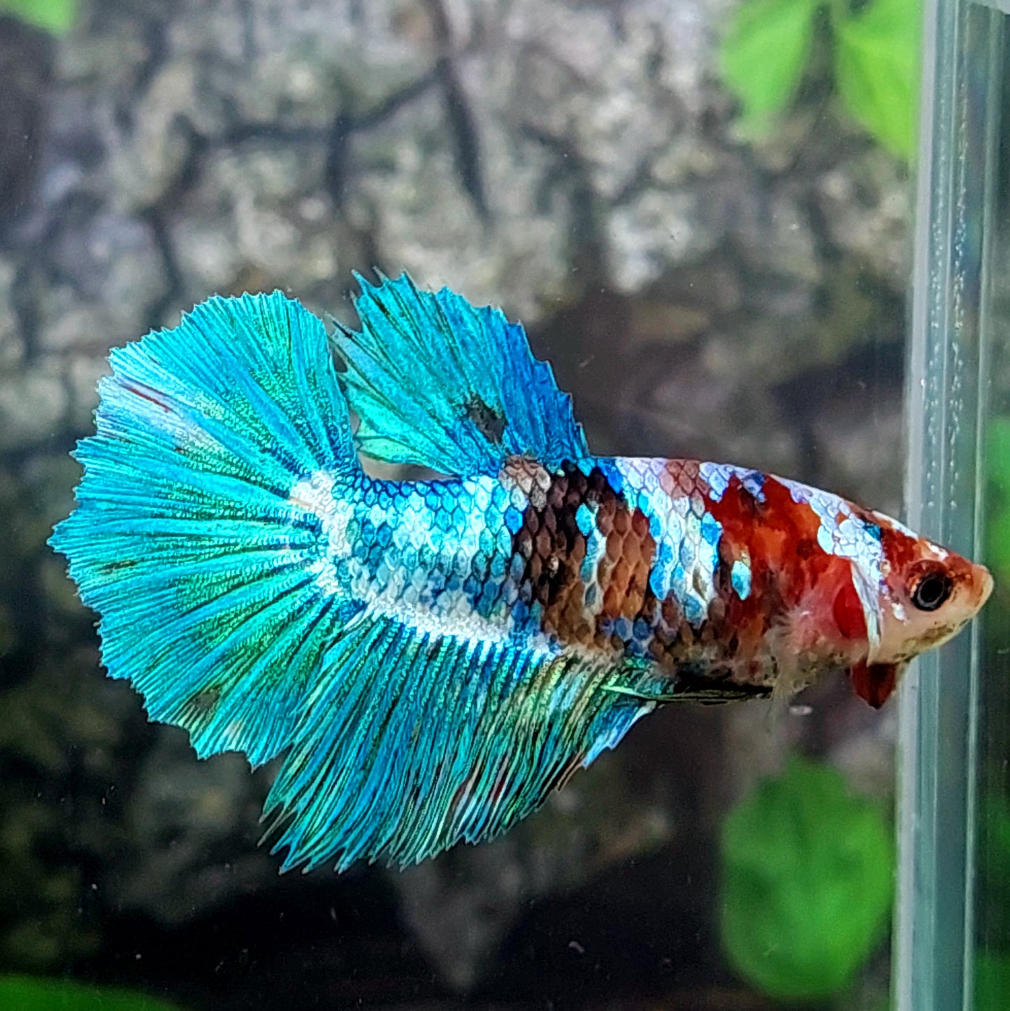 Turquoise Koi Galaxy Halfmoon Female For Sorority Tank/Breed