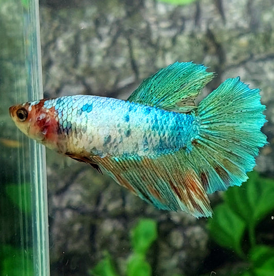 Green Fancy Marble Halfmoon Female For Sorority Tank/Breed