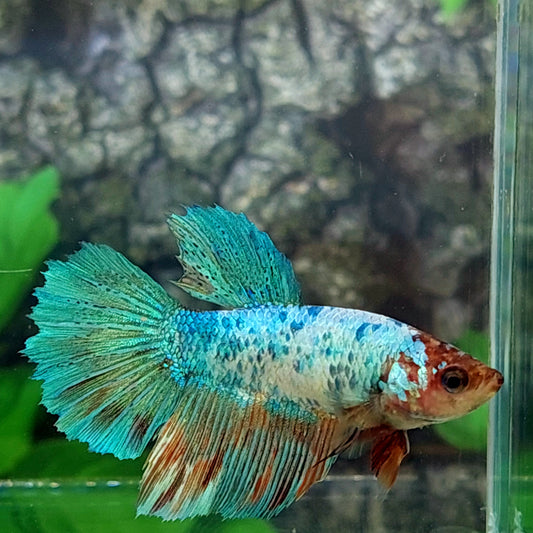 Green Fancy Marble Halfmoon Female For Sorority Tank/Breed