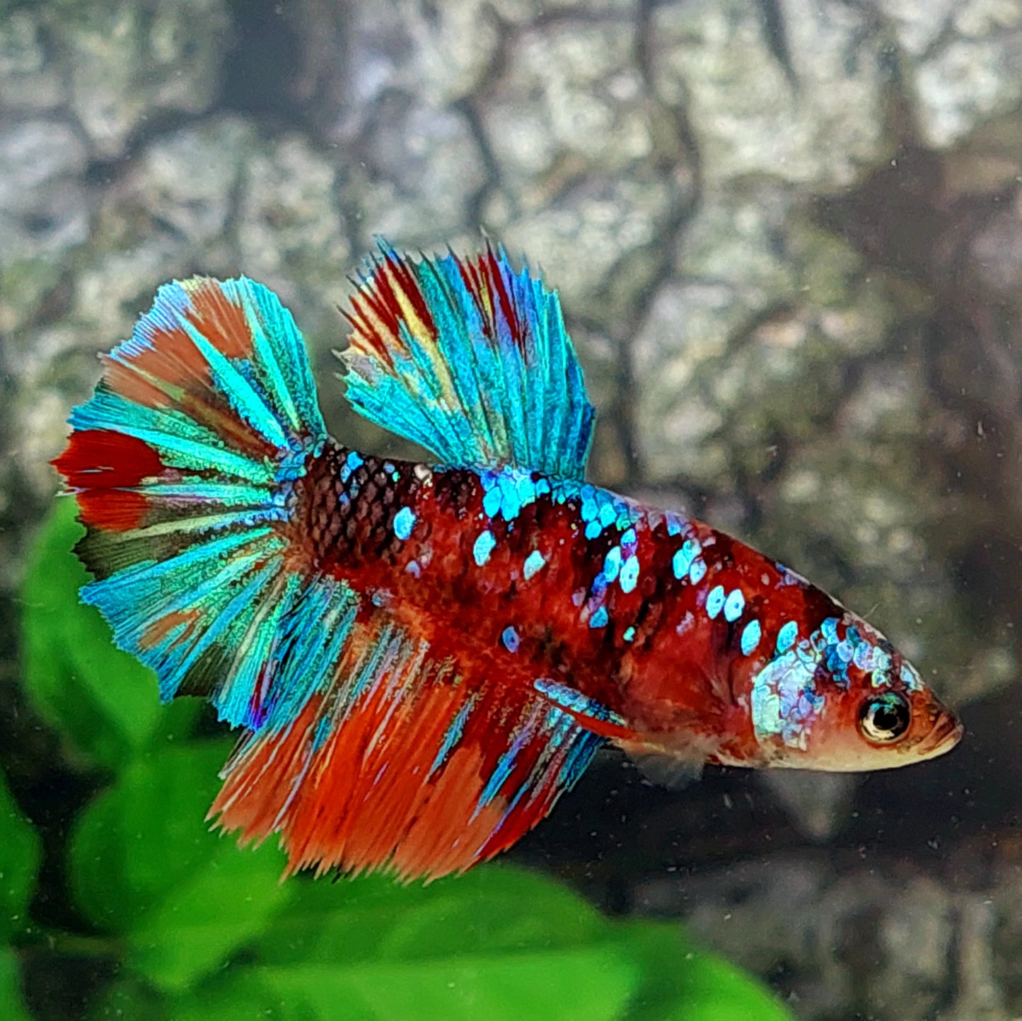 Multicolor Galaxy Halfmoon Female For Sorority Tank/Breed