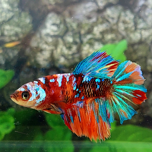 Multicolor Galaxy Halfmoon Female For Sorority Tank/Breed