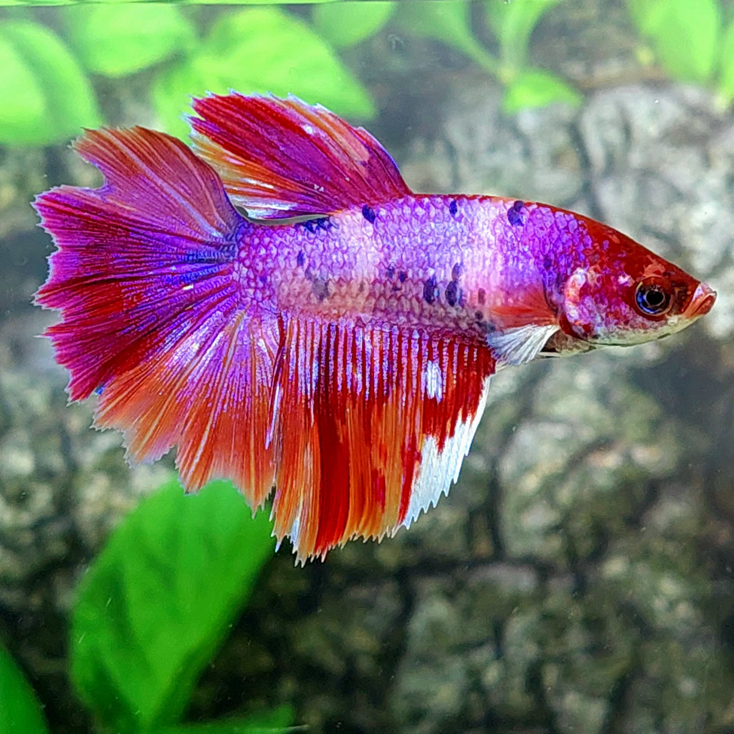 Multicolor Pink Purple Candy Halfmoon Female For Sorority Tank/Breed