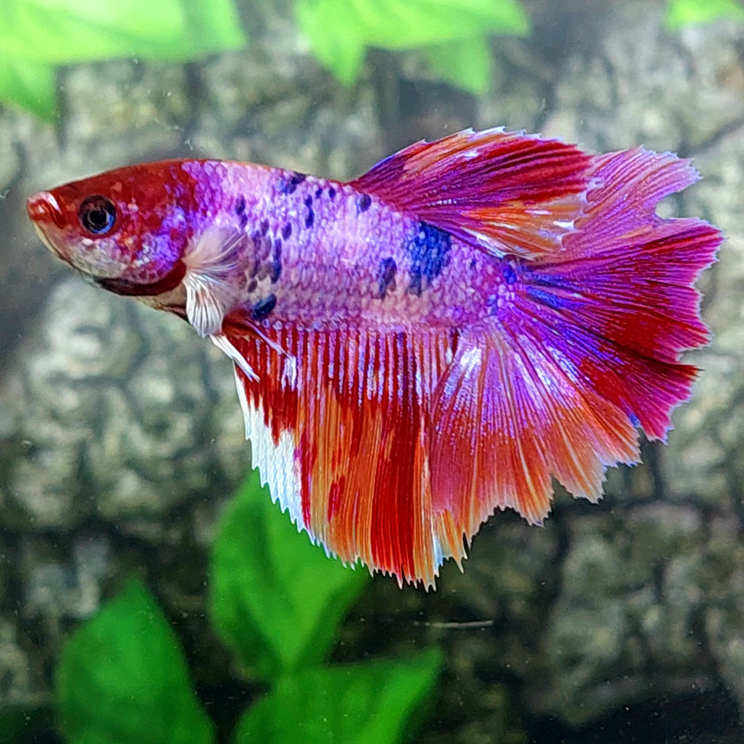 Multicolor Pink Purple Candy Halfmoon Female For Sorority Tank/Breed