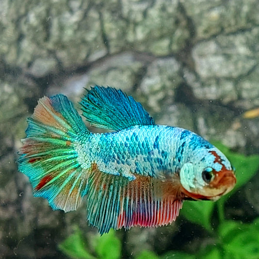 Fancy Marble Halfmoon Female For Sorority Tank/Breed