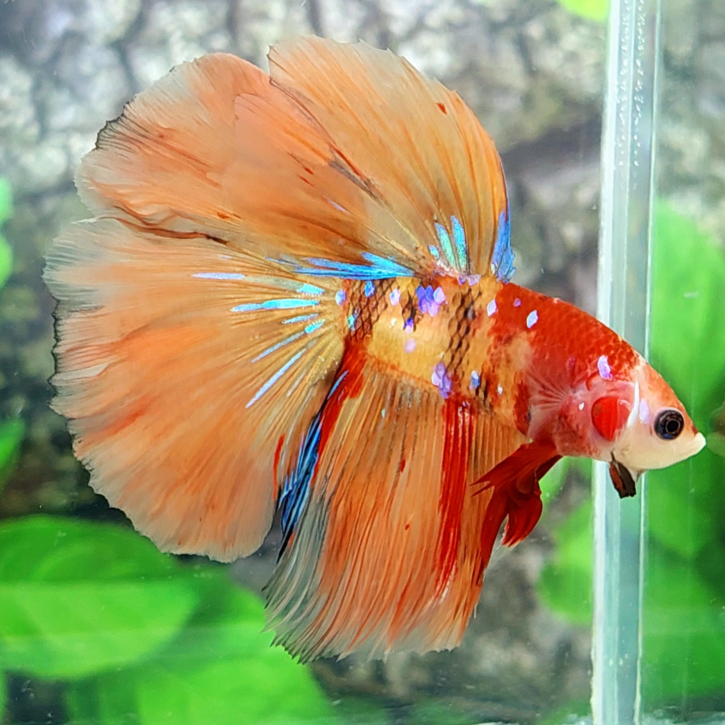 Multicolor Candy Galaxy Halfmoon Male