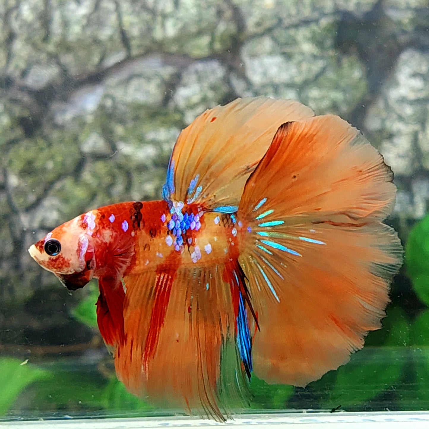 Multicolor Candy Galaxy Halfmoon Male