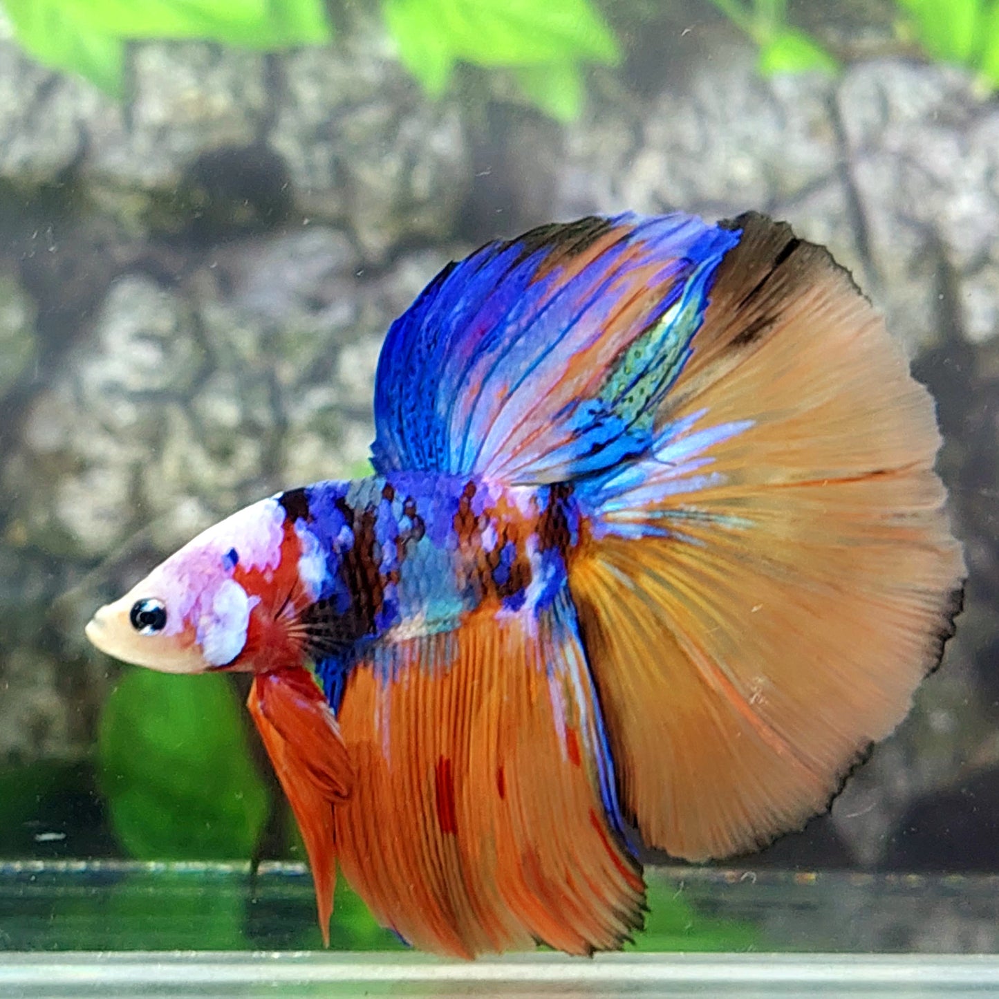 Multicolor Galaxy Halfmoon Male