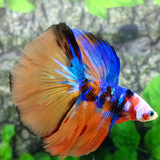 Multicolor Galaxy Halfmoon Male