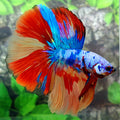 Multicolor Candy Halfmoon Male