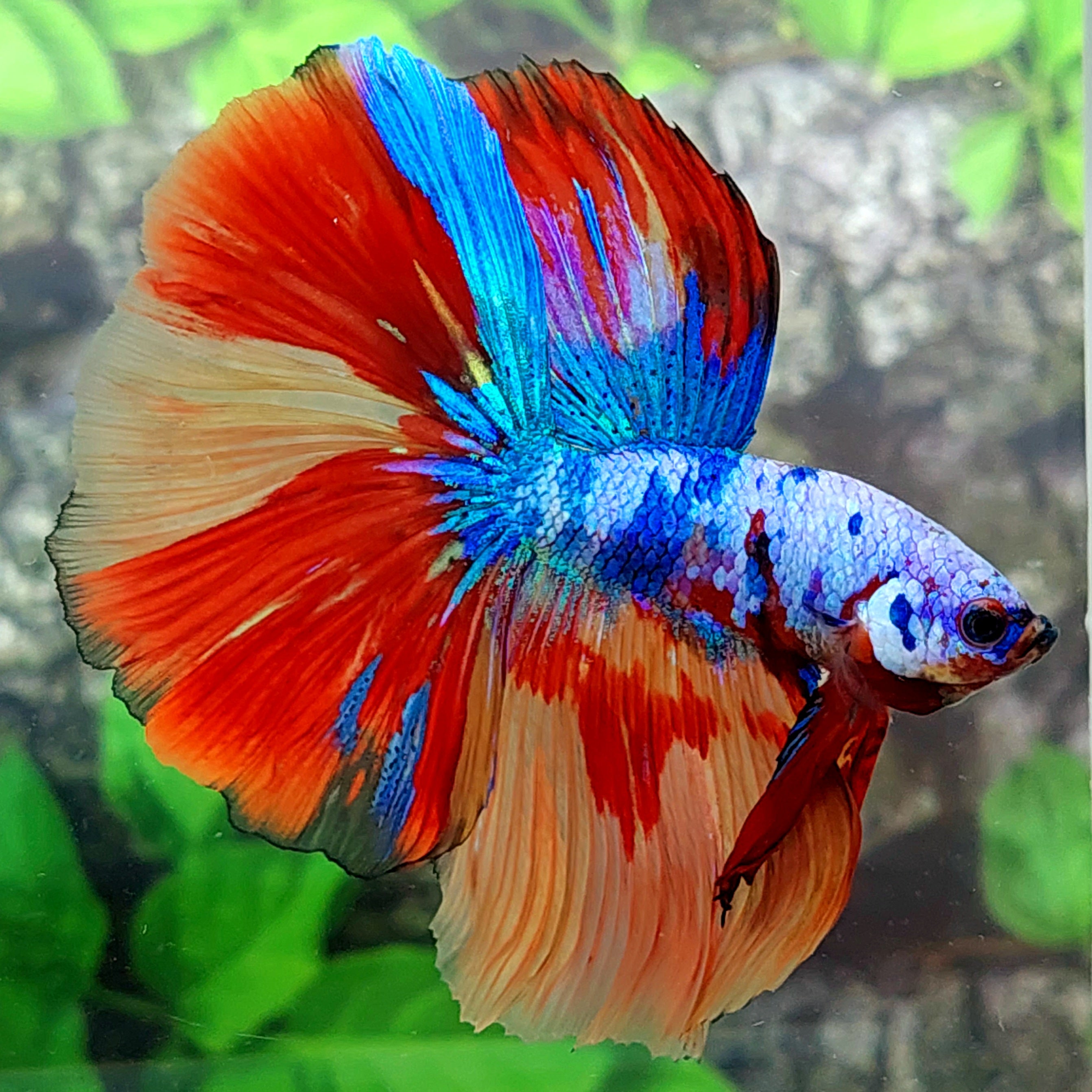 Multicolor Candy Halfmoon Male