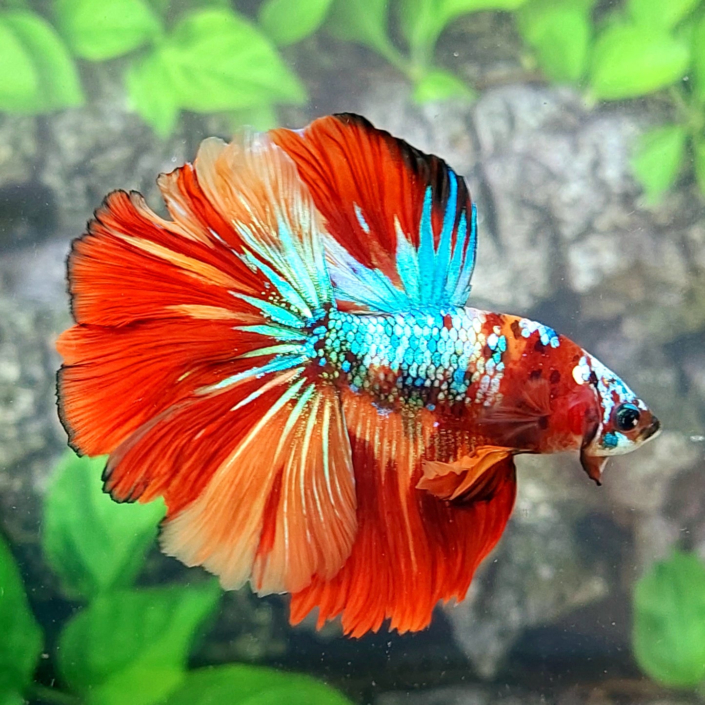 Multicolor Galaxy Halfmoon Male