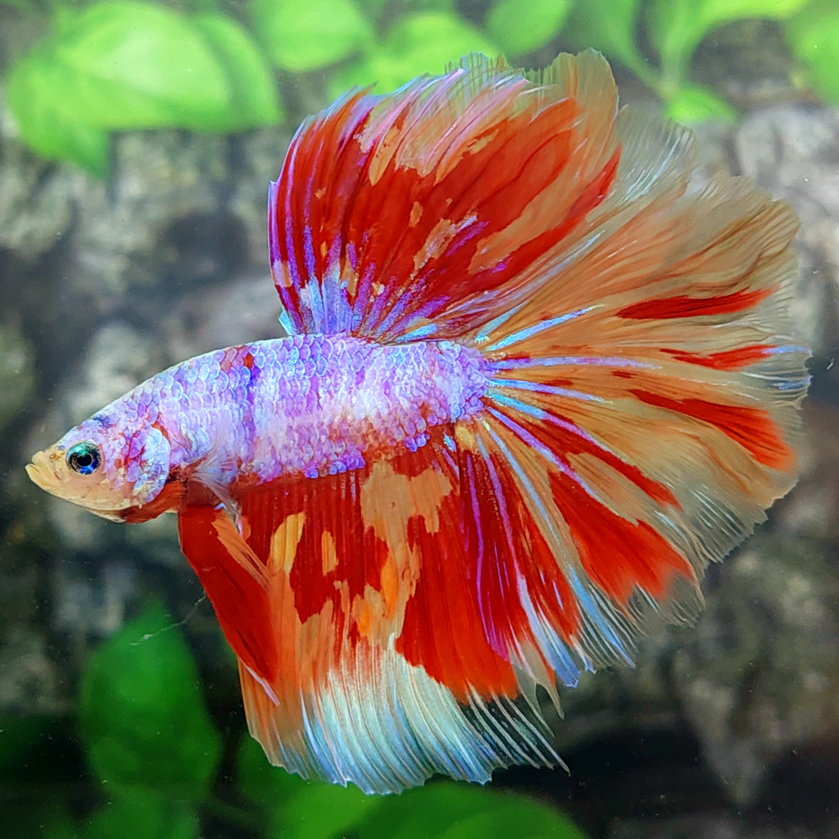 Multicolor Leopard Pink Purple Candy Halfmoon Male