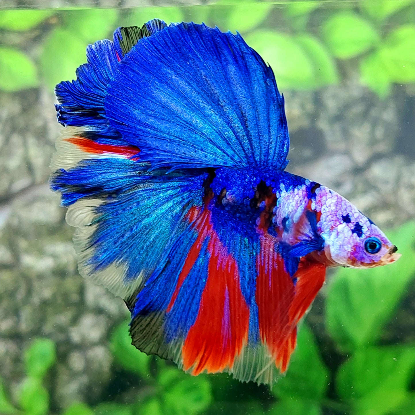 Multicolor Galaxy Halfmoon Male