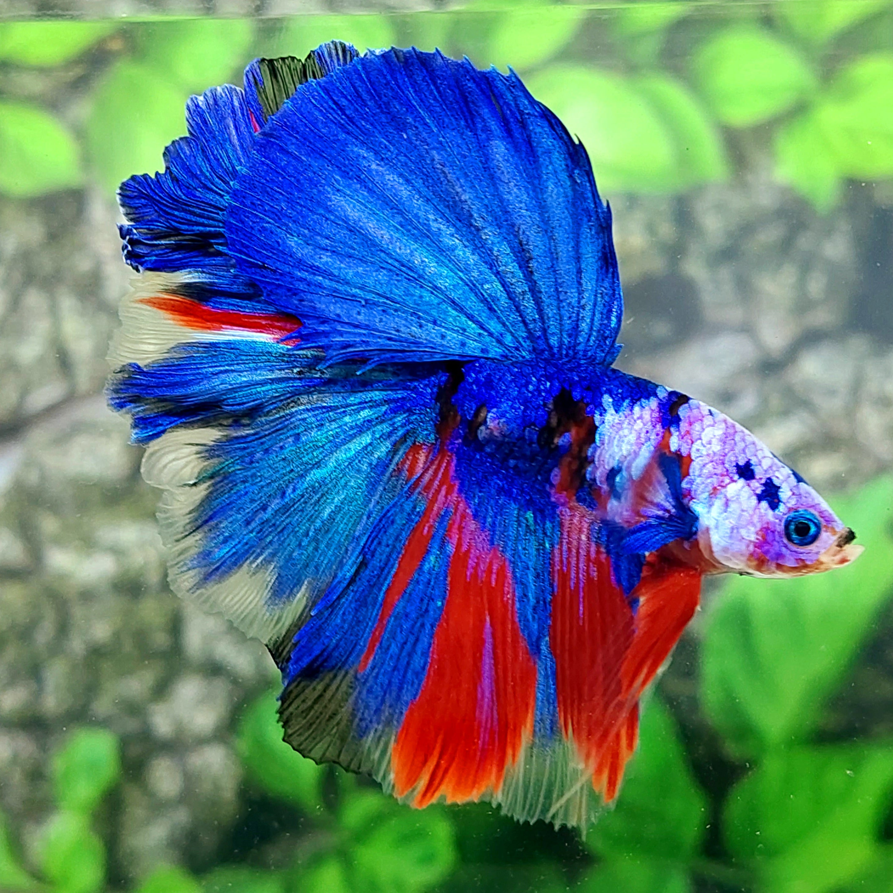 Multicolor Galaxy Halfmoon Male
