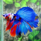 Multicolor Galaxy Halfmoon Male
