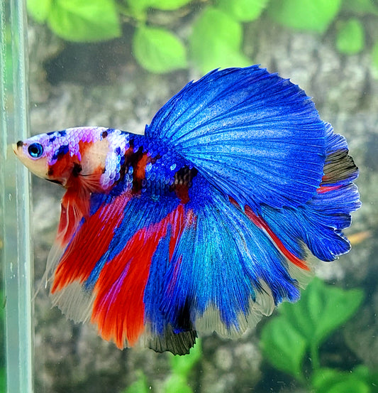 Multicolor Galaxy Halfmoon Male