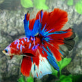Multicolor Red Pink Galaxy Halfmoon Male
