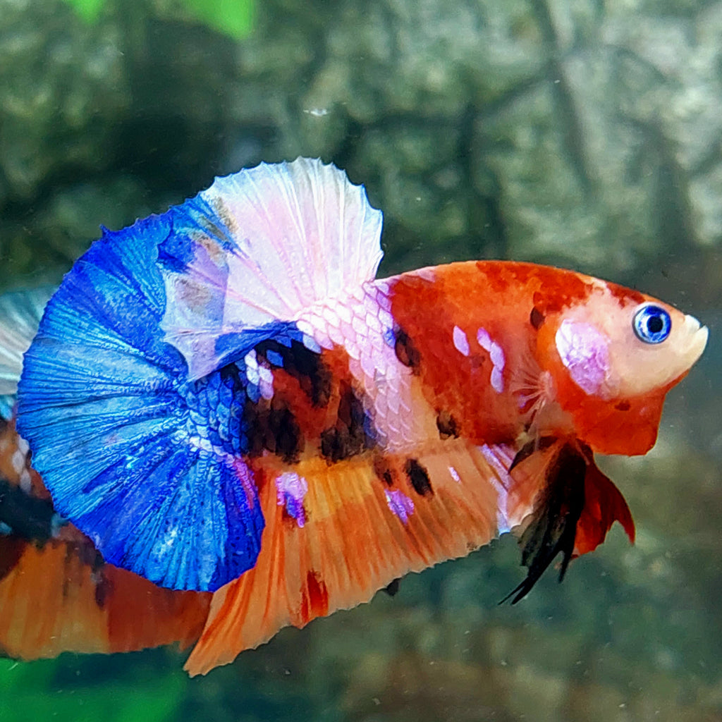 Multicolor Galaxy HMPK Male