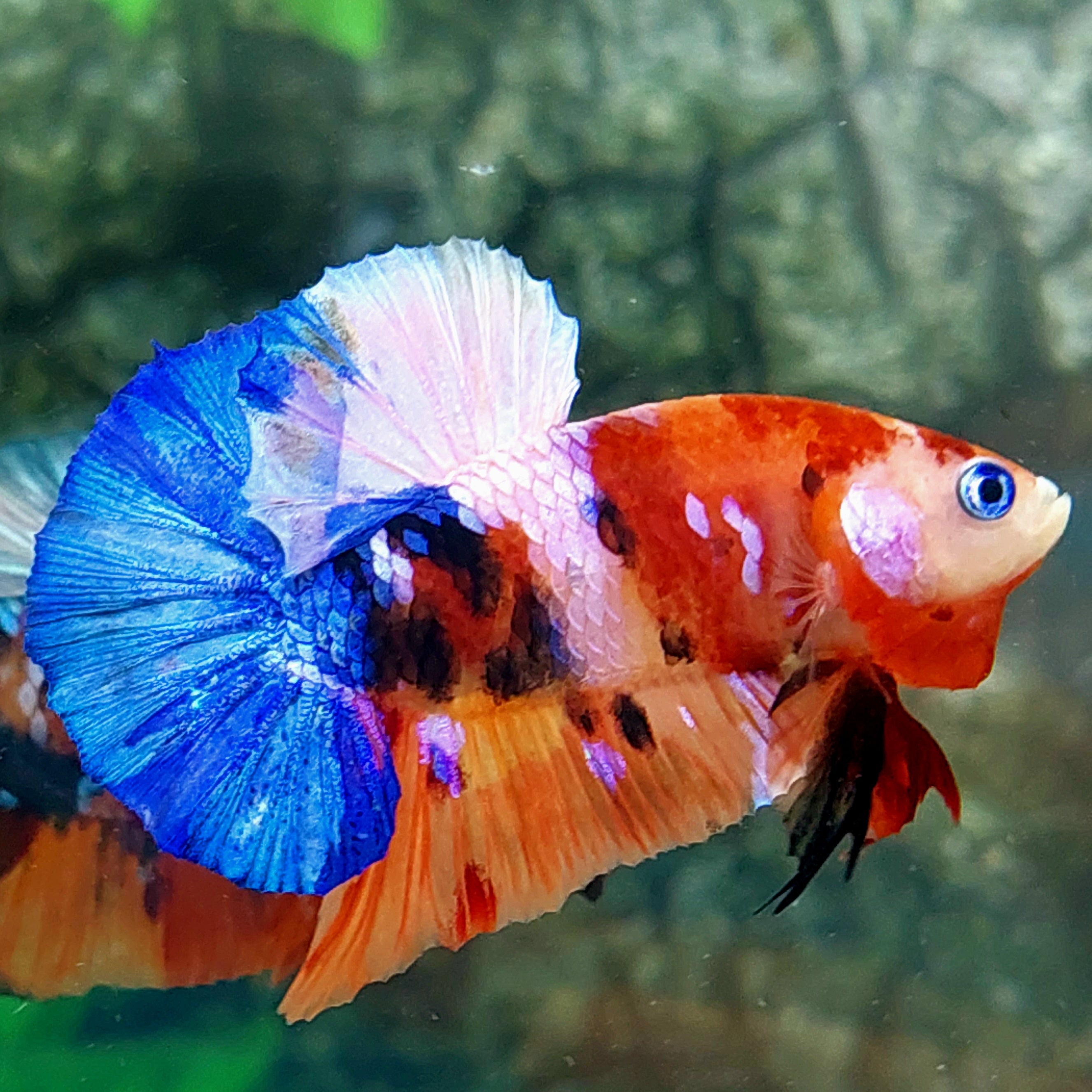 Multicolor Galaxy HMPK Male