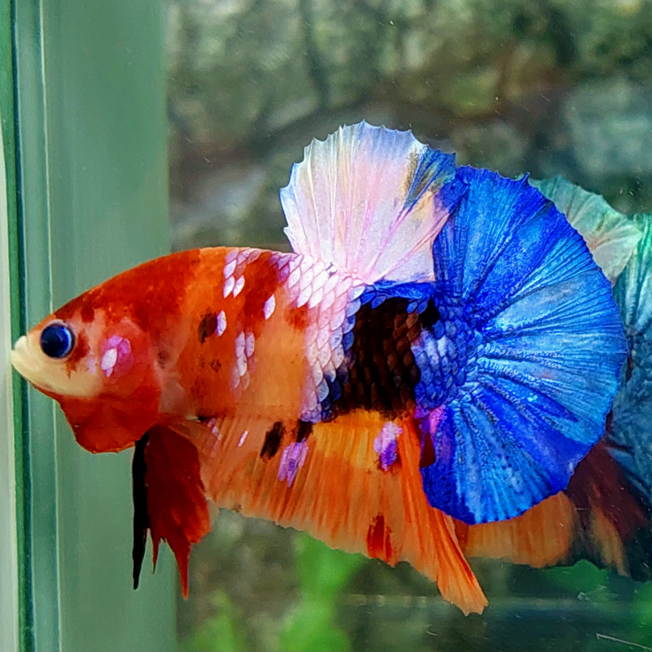 Multicolor Galaxy HMPK Male