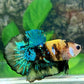 Yellow Green Tiger Koi Galaxy HMPK Male