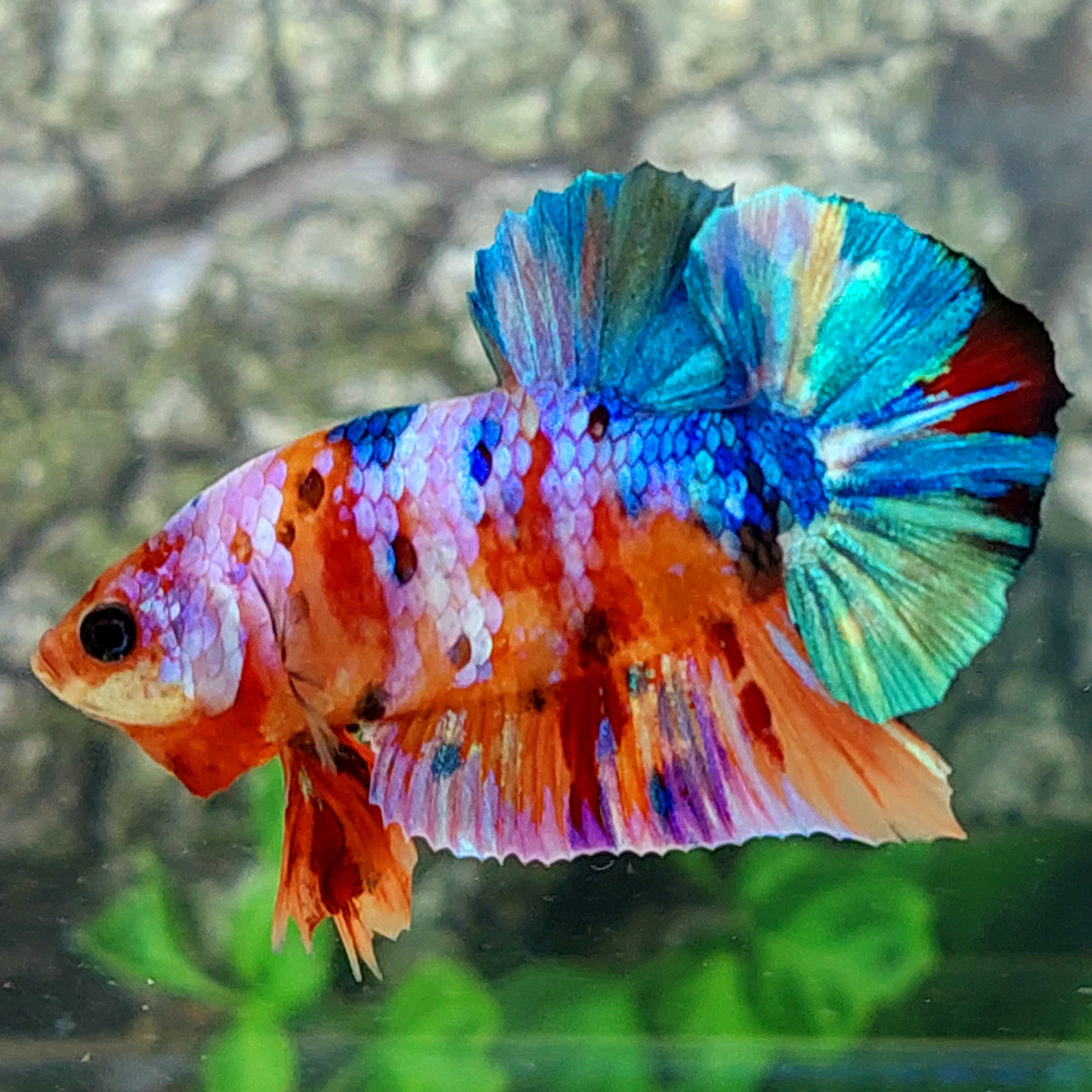 Multicolor Galaxy HMPK Male