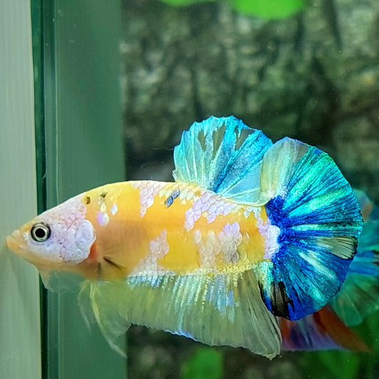 Yellow Blue Koi Galaxy HMPK Male