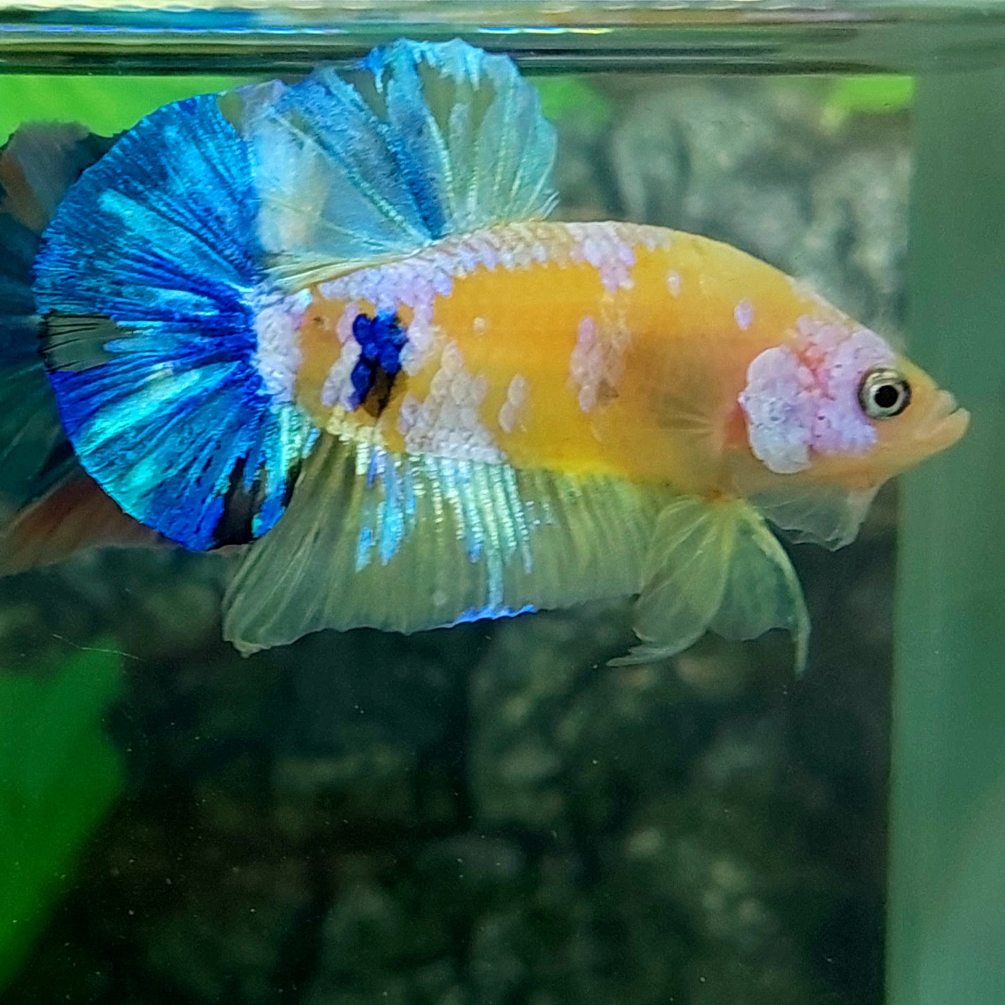 Yellow Blue Koi Galaxy HMPK Male