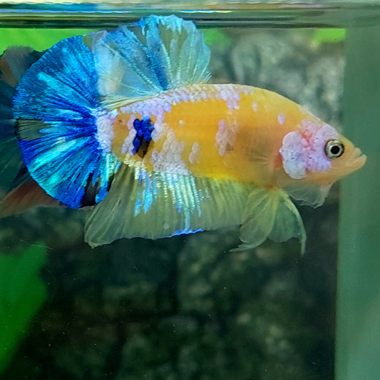 Yellow Blue Koi Galaxy HMPK Male