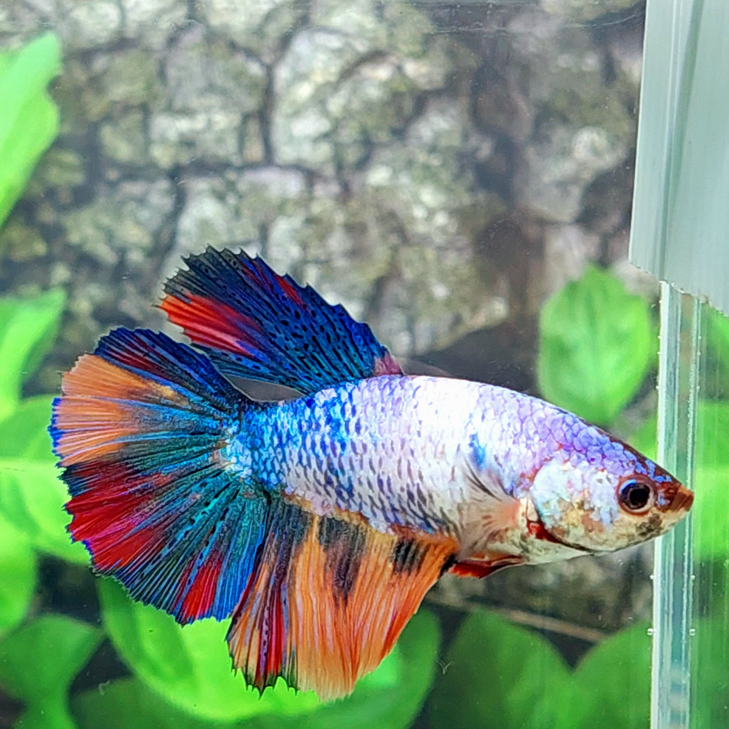 Multicolor Halfmoon Female For Sorority Tank/Breed