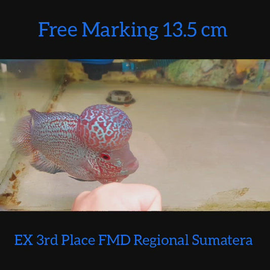 Champion 3rd Place Free Marking Indonesia Kamfa Big Kok Flowerhorn