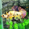Yellow Koi Copper Gold Galaxy HMPK Male