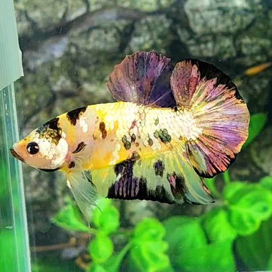 Amarillo Koi Cobre Dorado Galaxy HMPK Macho